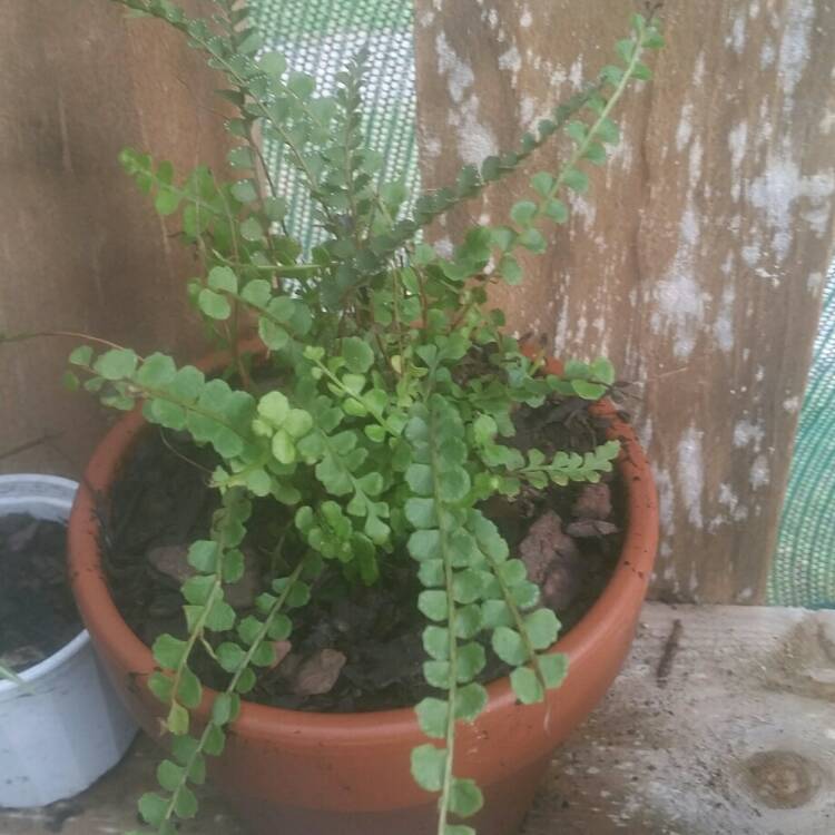 Plant image Pellaea Rotundifolia