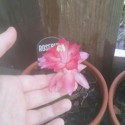 Plant image Schlumbergera truncata 'Rosebud'