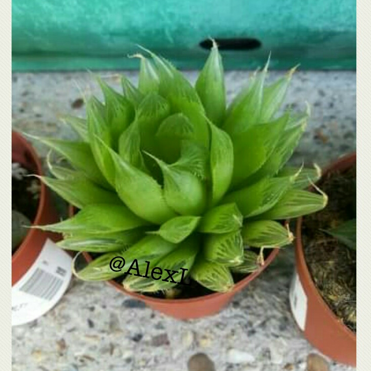 Plant image Haworthia cooperi Var. 'Cooperi'