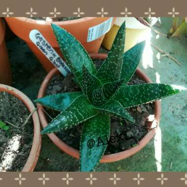 Gasteria Green Giant