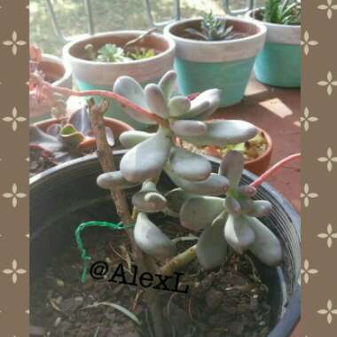 Pachyphytum oviferum