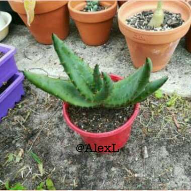 Aloe ferox