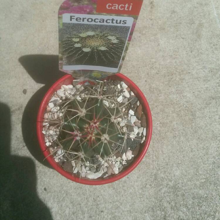 Plant image Ferocactus Lindsayi