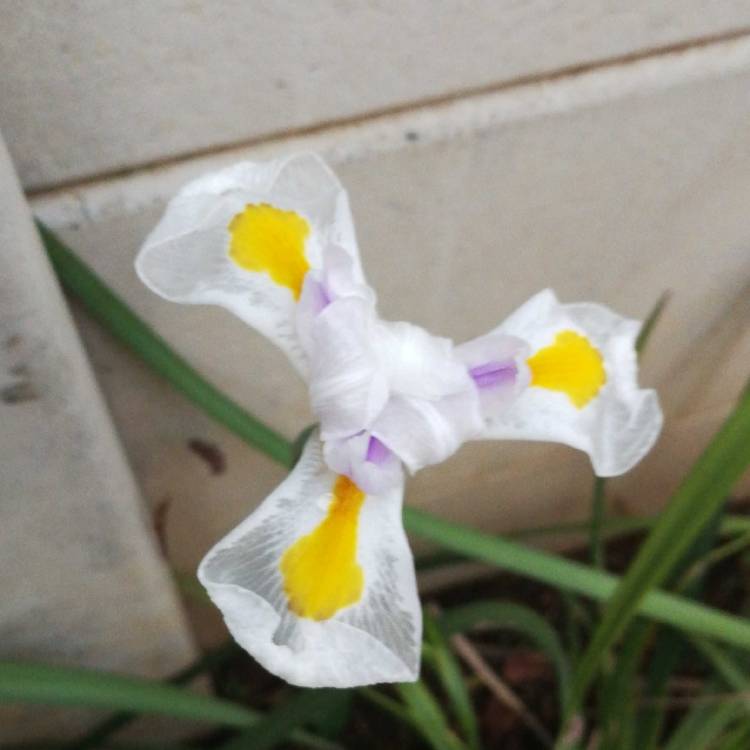 Plant image Dietes iridioides syn. Moraea iridioides, Moraea vegeta, Dietes vegeta