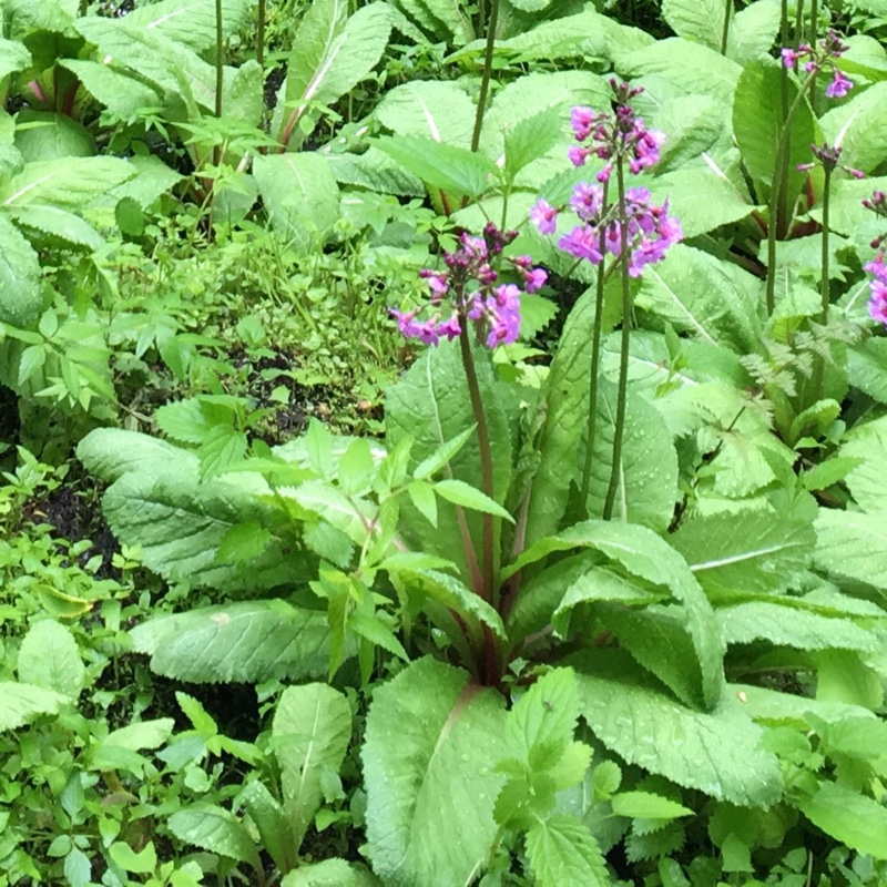 Plant image Primula japonica