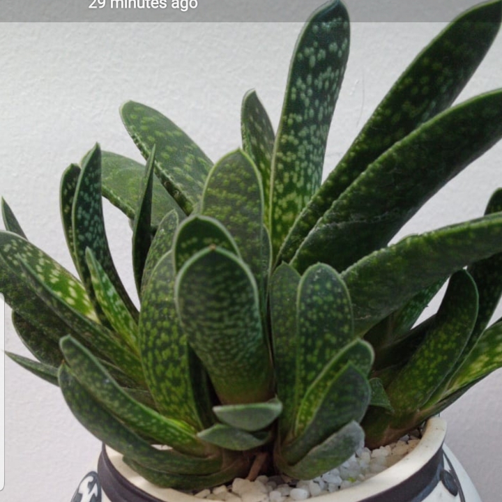 Plant image Gasteria bicolor var. 'Liliputana'