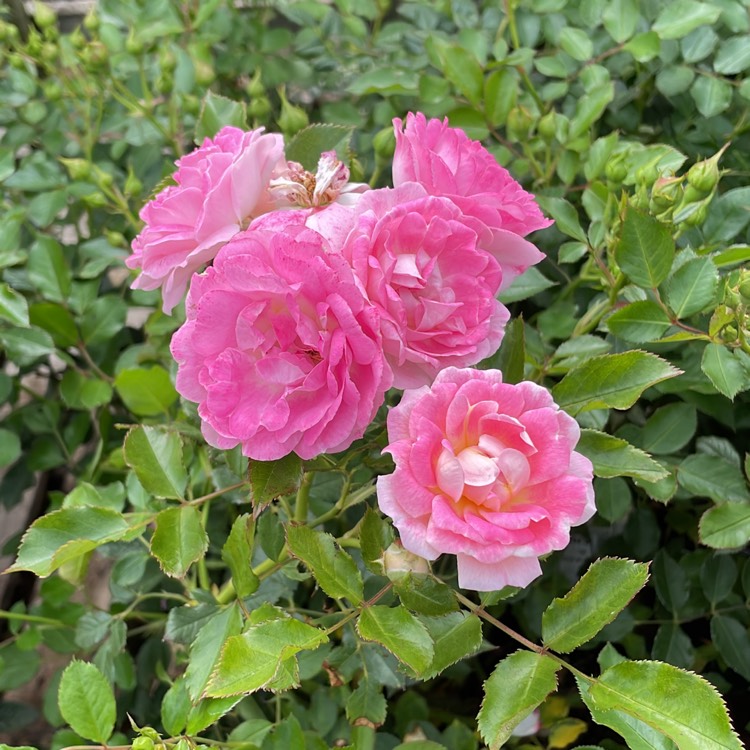 Plant image Rosa 'Korchakon' syn. Rosa 'The Hilda Ogden Rose', Rosa 'Flirt 2011'