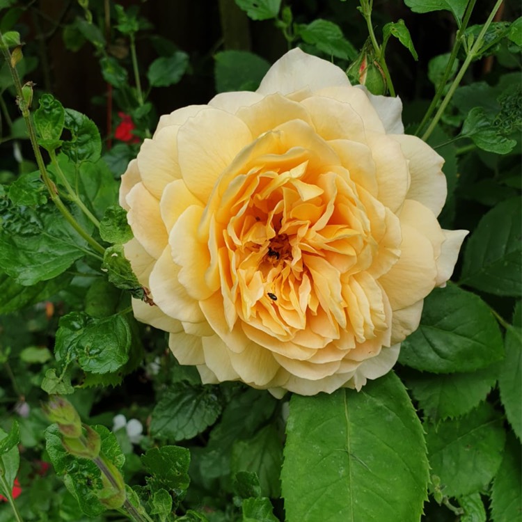 Plant image Rosa 'Auskeppy' syn. Rosa 'Grace'