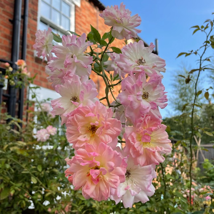 Plant image Rosa 'Phyllis Bide'