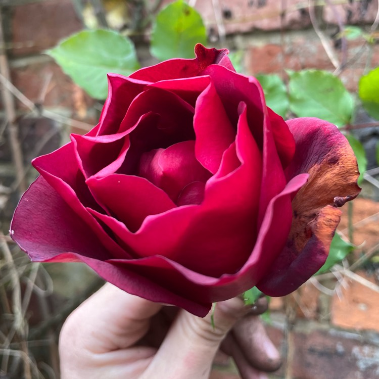 Plant image Rosa 'Étoile De Hollande'