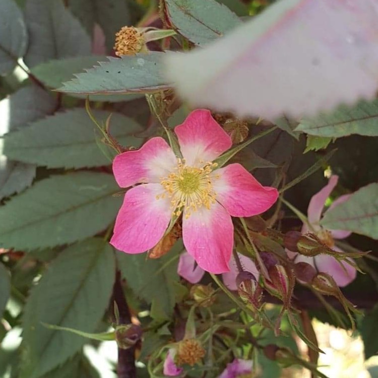 Plant image Rosa glauca syn. Rosa rubrifolia, Rosa ferruginea