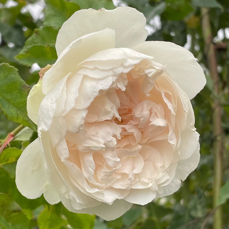 Plant image Rosa 'Madame Alfred Carrière'