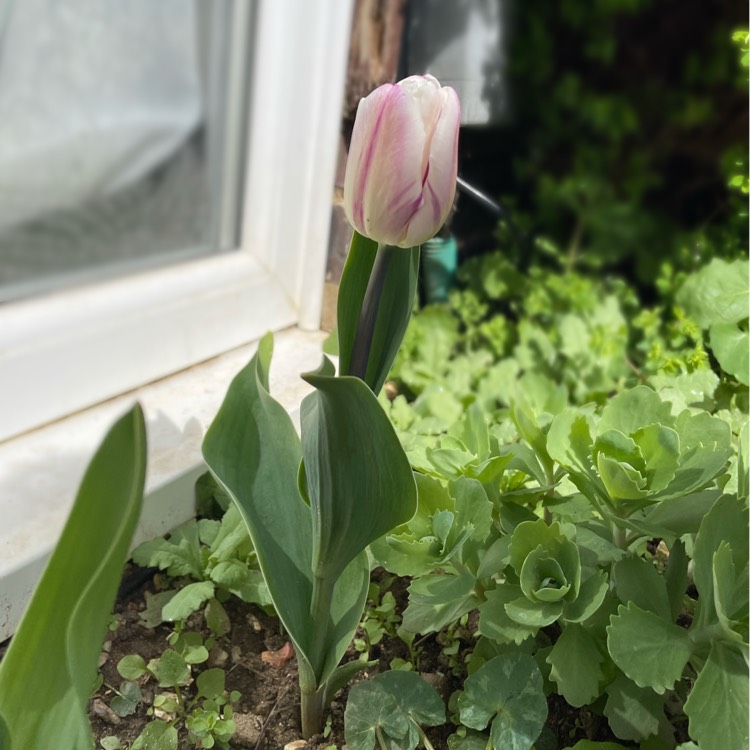 Plant image Tulipa (Rembrandt Group)