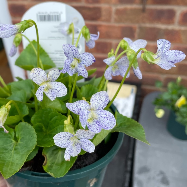 Plant image Viola sororia 'Freckles'