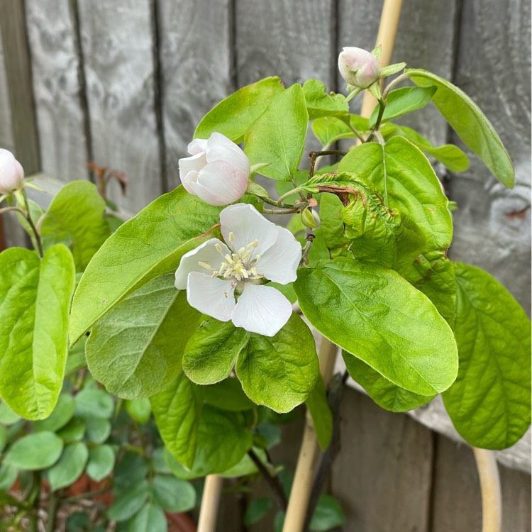 Plant image Cydonia oblonga 'Meech's Prolific'