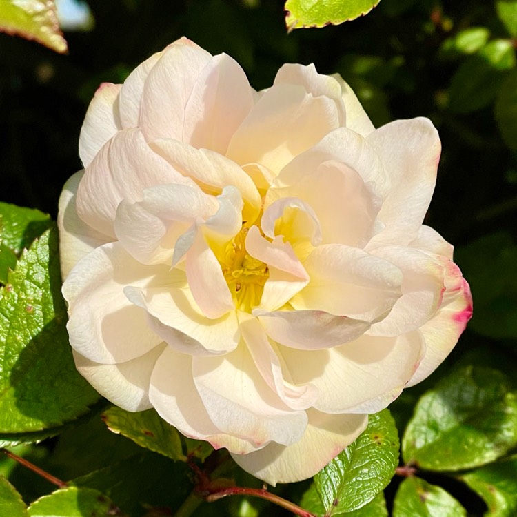 Plant image Rosa 'Ausherbert' syn. Rosa 'The Lady of the Lake'