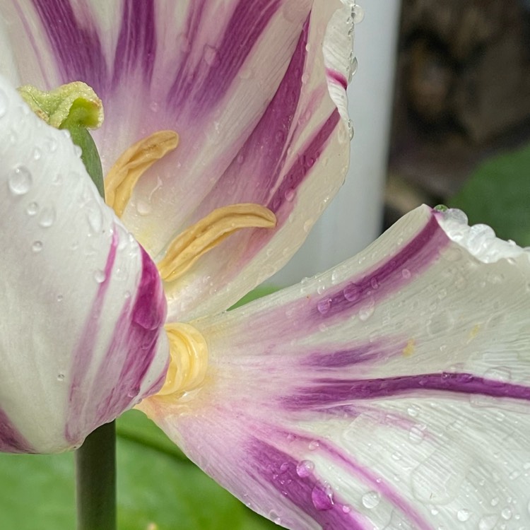 Plant image Tulipa (Rembrandt Group)