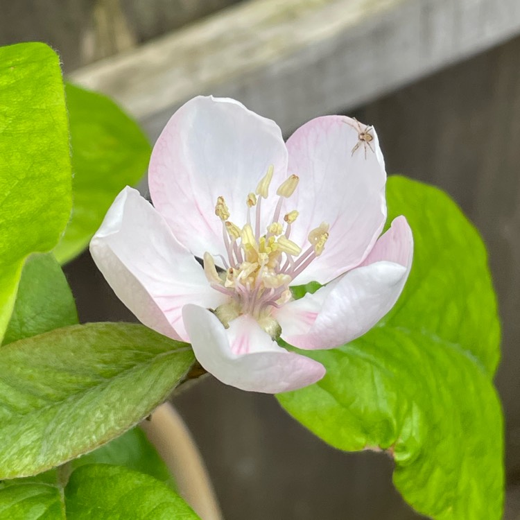 Plant image Cydonia oblonga 'Meech's Prolific'