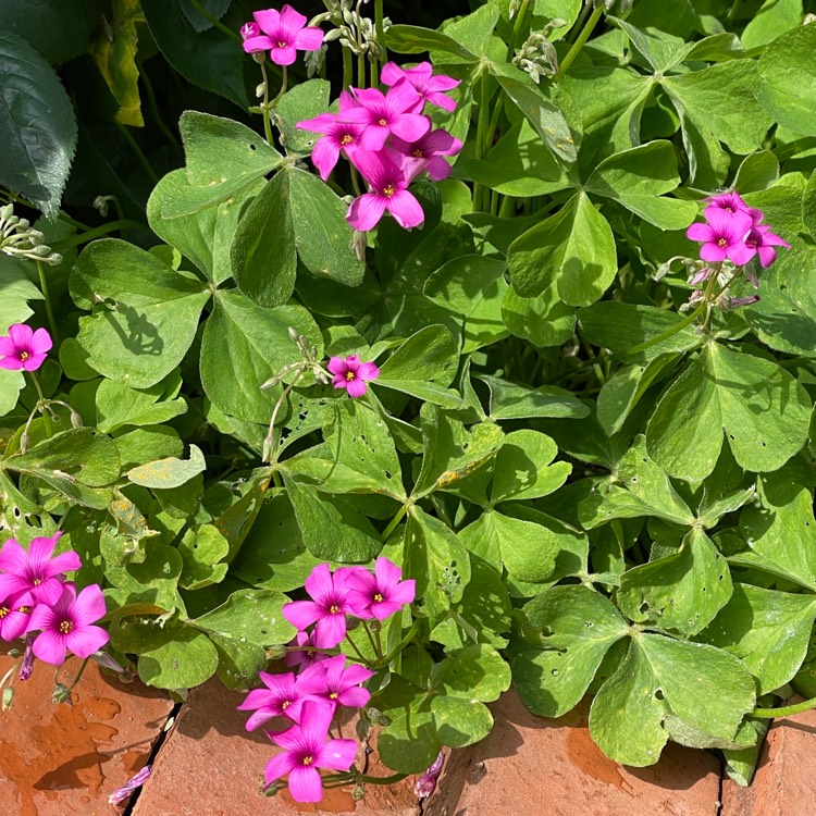 Plant image Oxalis articulata 'Festival'