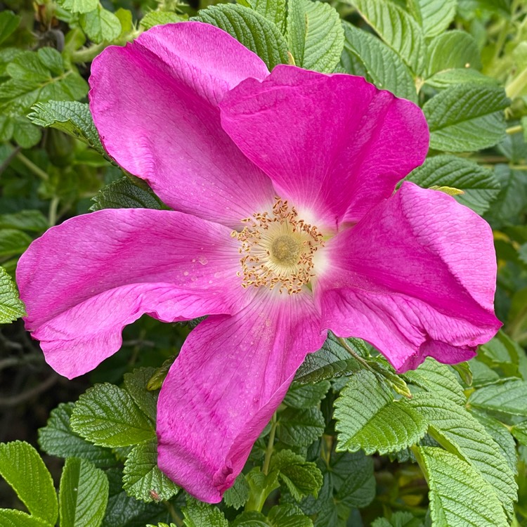 Plant image Rosa rugosa var. rubra syn. Rosa rugosa 'Rubra', Rosa rugosa 'Atropurpurea'