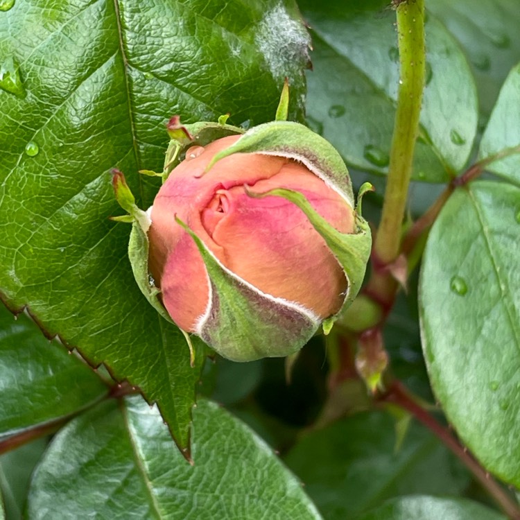 Plant image Rose 'Tan97159' syn. Rosa 'Duchess Of Cornwall', Rosa 'Chippendale', Rosa 'Music Hall', Rosa 'Ali Man', Rosa 'Ali Mau', Rose 'The Duchess Of Cornwall'