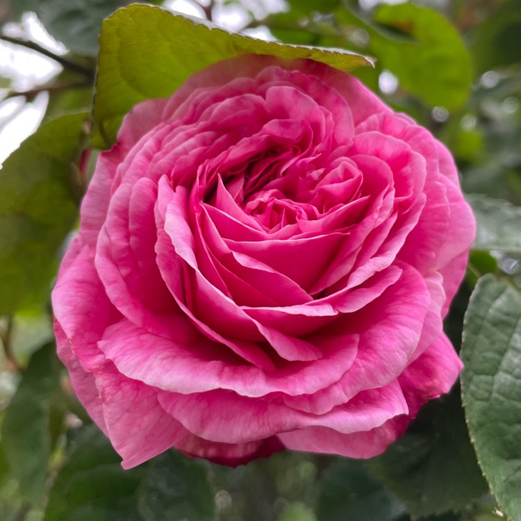 Plant image Rosa 'Constance Spry' syn. Rosa 'Austance', Rosa 'Ausfirst'