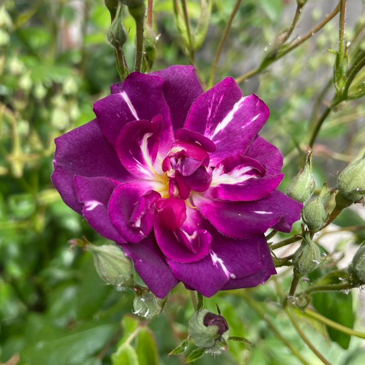 Plant image Rosa 'Franwekpurp' syn. Rosa 'Purple Skyliner'