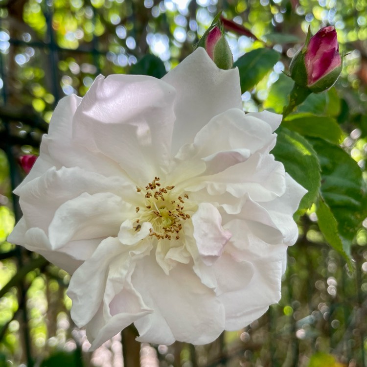 Plant image Rosa 'Adelaide D'orleans'