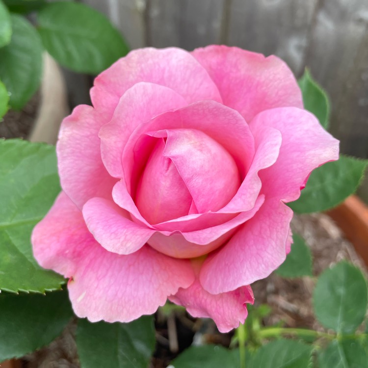 Plant image Rosa 'Boscobel'