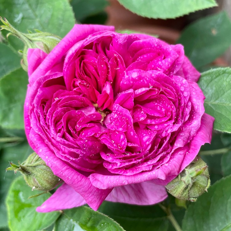 Plant image Rosa 'De Resht' syn. Rosa 'De Rescht', Rosa 'Rescht', Rosa 'Rose de Rescht'