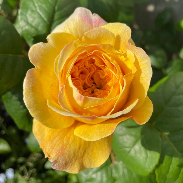 Plant image Rosa 'Auspeet' syn. Rosa 'Charles Darwin'