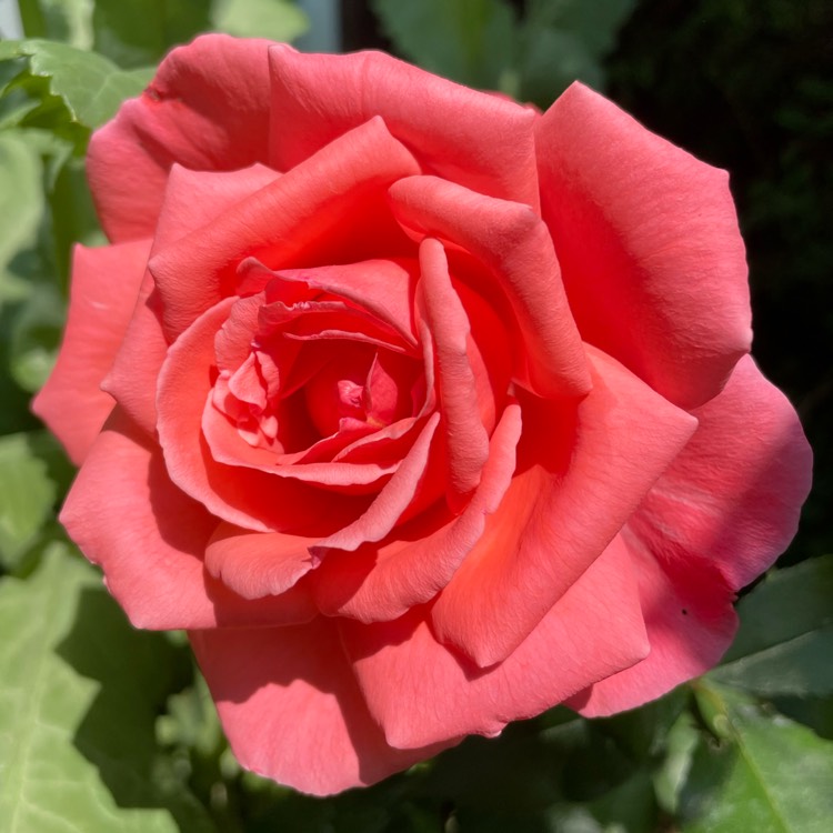 Plant image Rosa 'Happy Anniversary'