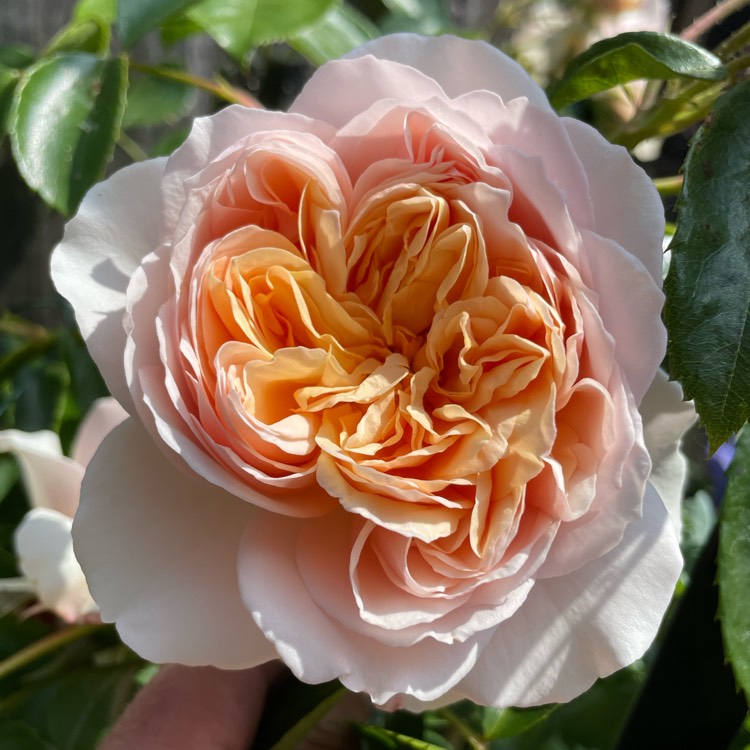 Plant image Rosa 'Harjolina' syn. Rosa 'Ginger Syllabub'