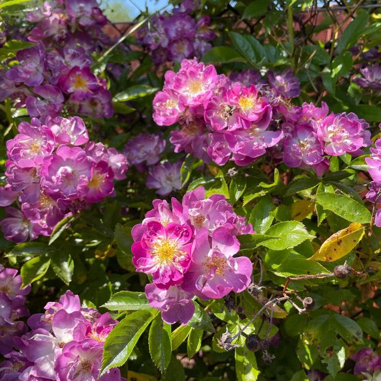 Plant image Rosa 'Veilchenblau'