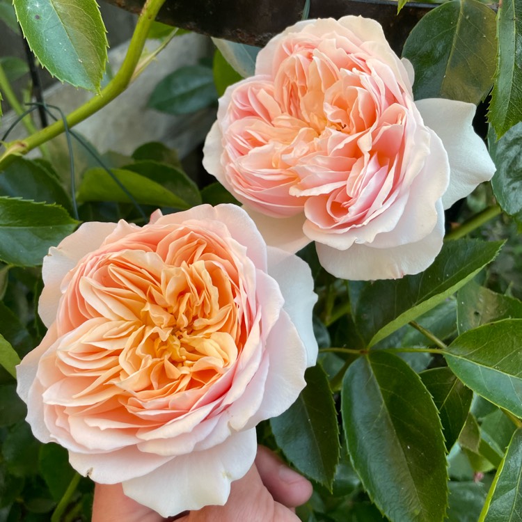 Plant image Rosa 'Harjolina' syn. Rosa 'Ginger Syllabub'