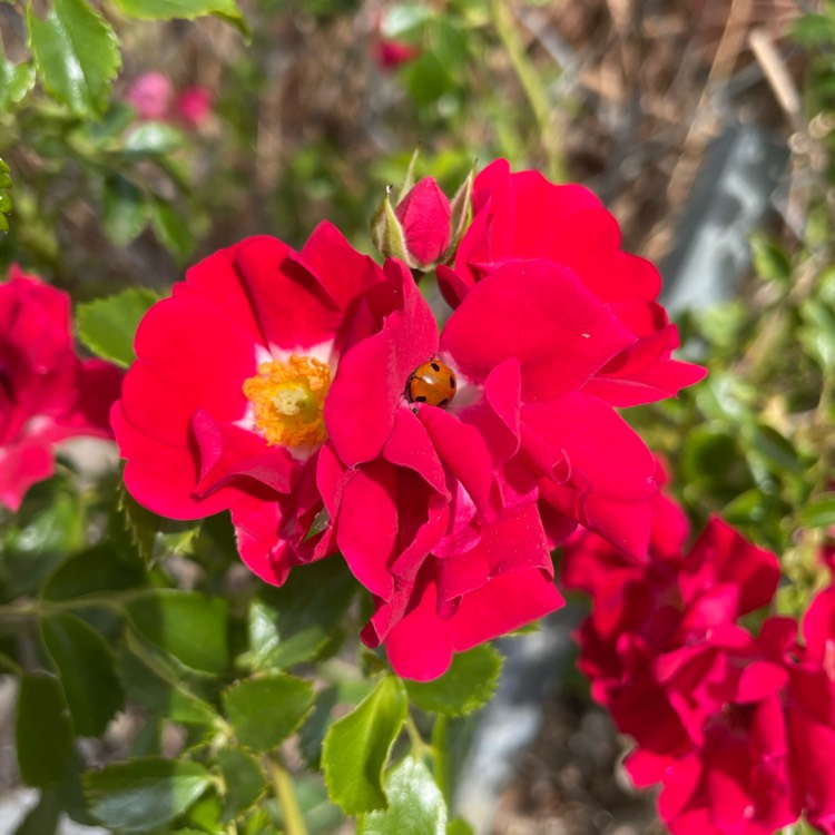 Plant image Rosa 'Horjasper' syn. Rosa 'Rambling Rosie'