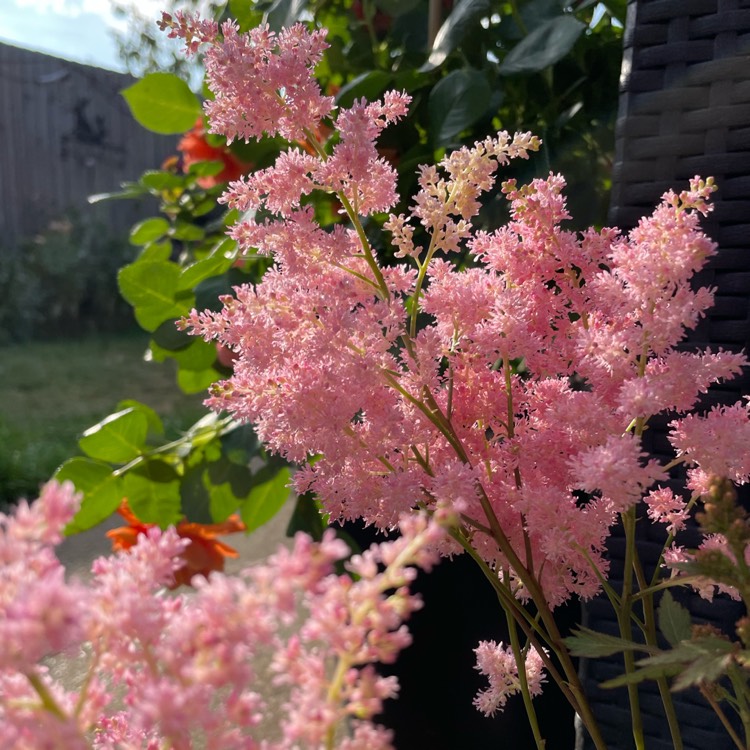 Plant image Astilbe x arendsii 'Pink'