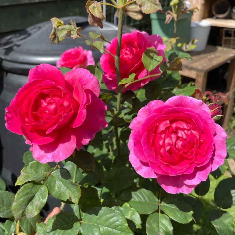 Plant image Rosa 'Auscrowd' syn. Rosa 'Gabriel Oak'