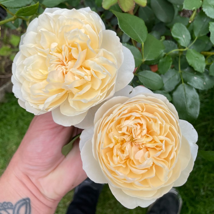 Plant image Rosa 'Lichfield Angel'