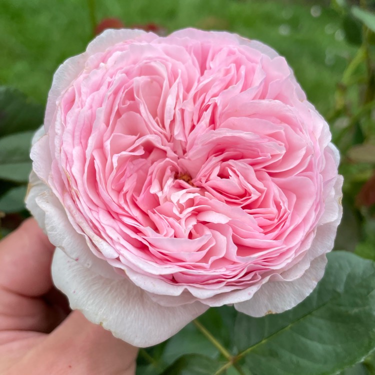 Plant image Rosa 'Ausham' syn. Rosa 'Geoff Hamilton'