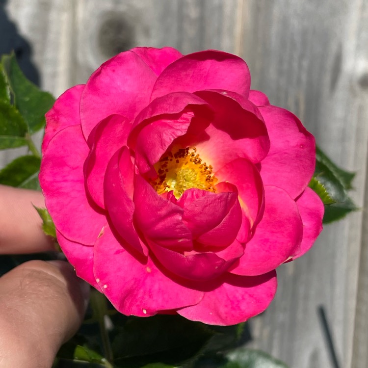 Plant image Rosa 'Starlight Express'