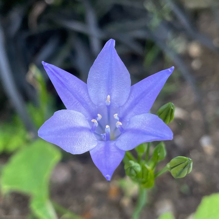 Plant image Triteleia syn. Brodiaea candida ;  Brodiaea laxa