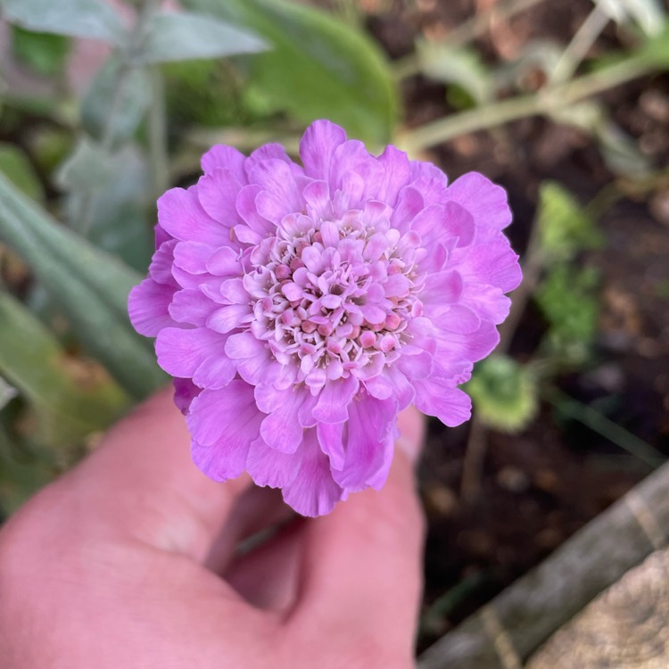 Plant image Scabiosa atropurpurea 'Kudos Pink'