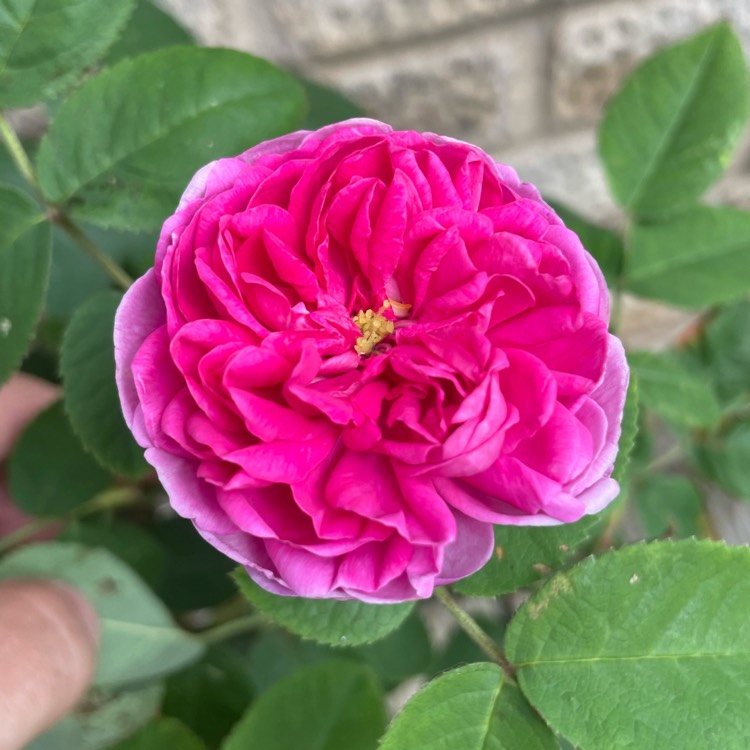 Plant image Rosa 'De Resht' syn. Rosa 'De Rescht', Rosa 'Rescht', Rosa 'Rose de Rescht'