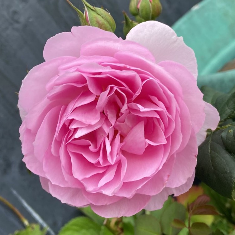 Plant image Rosa 'The Ancient Mariner'