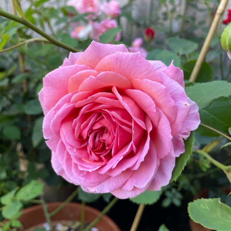 Plant image Rosa 'Ausmerchant' syn. Rosa 'Princess Alexandra of Kent'