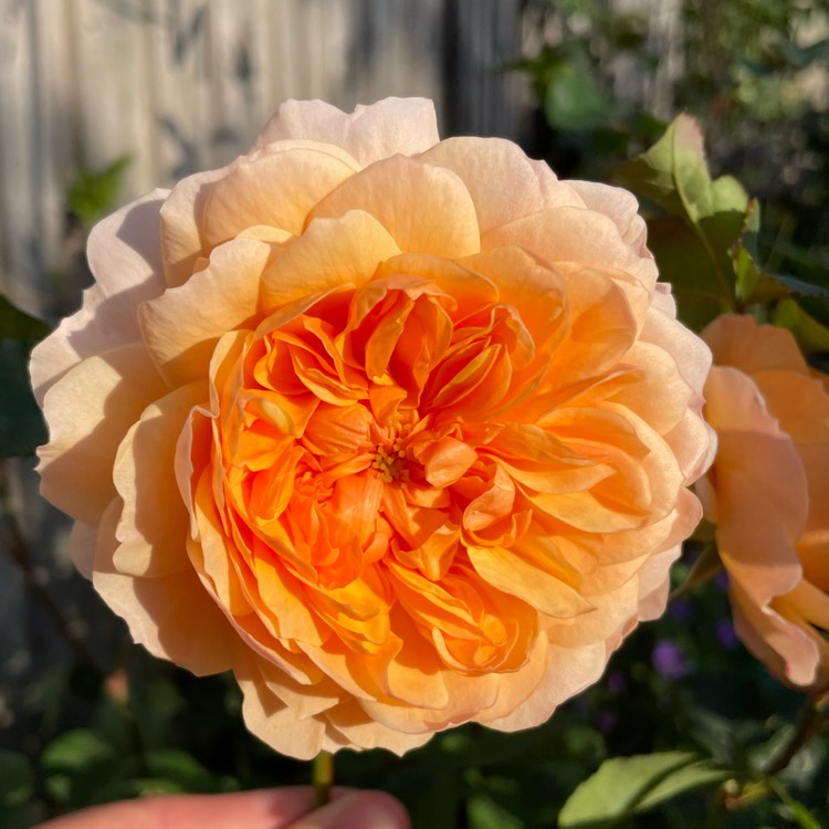 Plant image Rosa 'Port Sunlight'