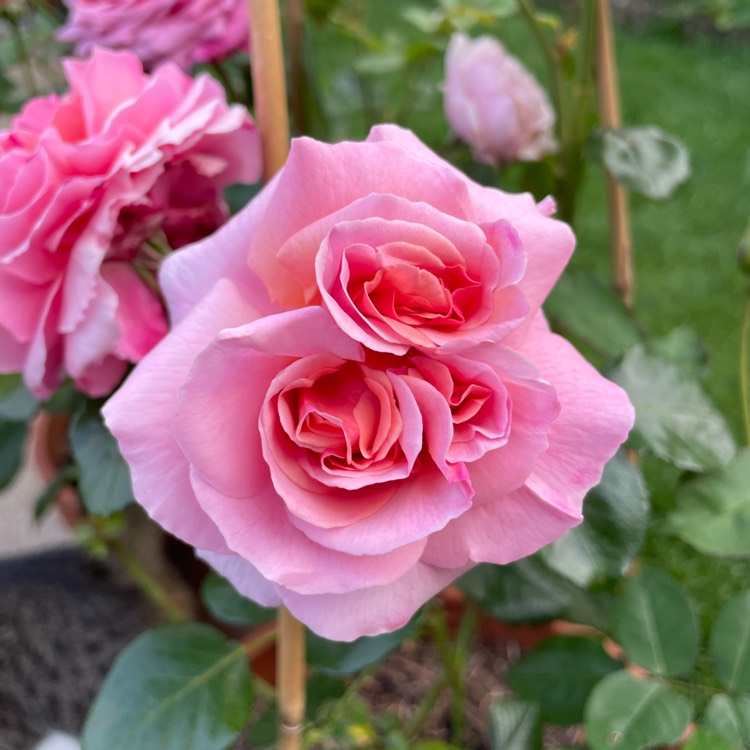 Plant image Rosa 'Aloha'