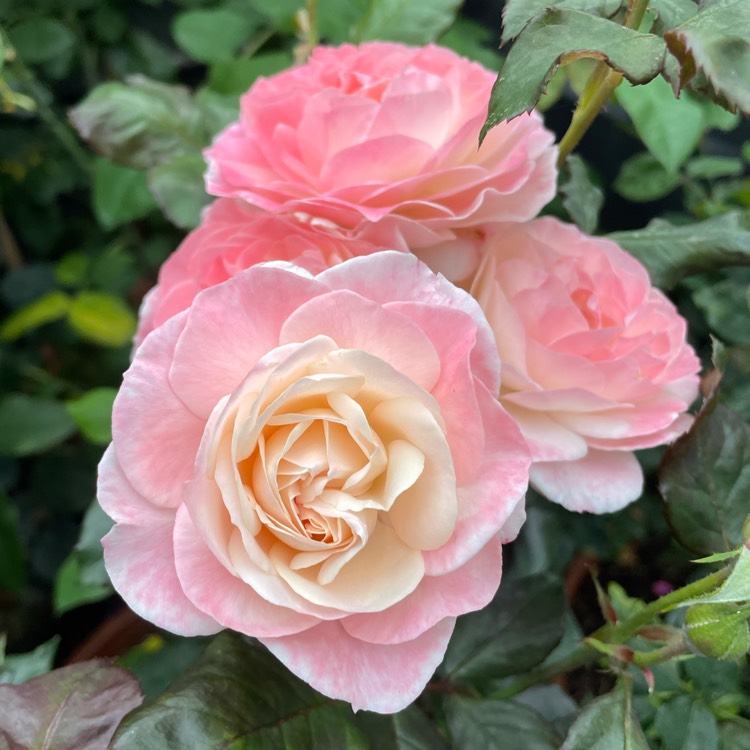 Plant image Rosa 'English Miss'