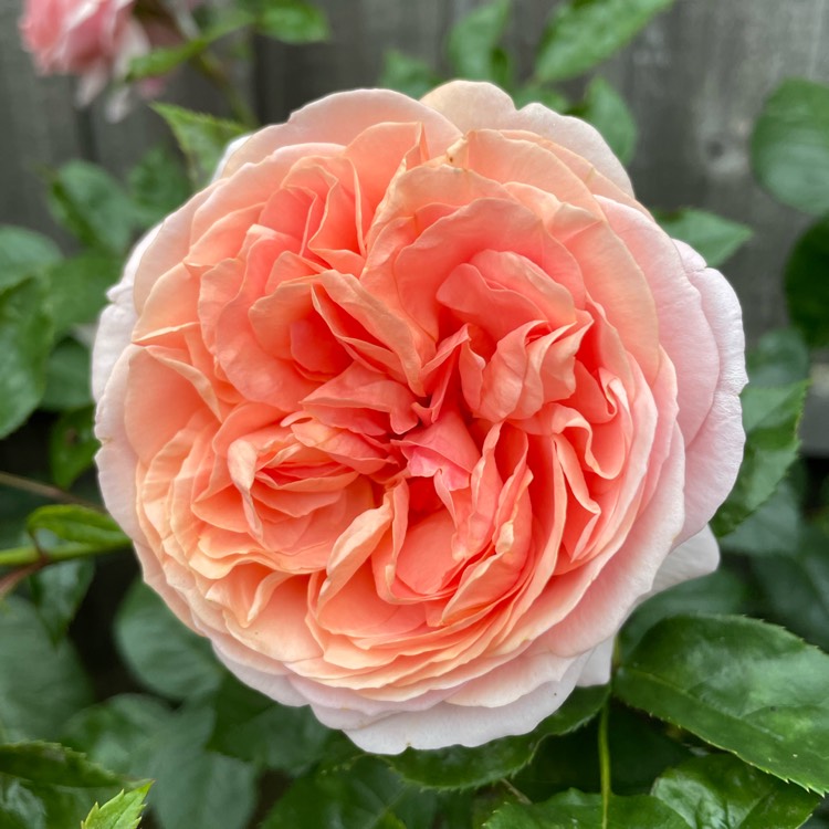 Plant image Rose 'Tan97159' syn. Rosa 'Duchess Of Cornwall', Rosa 'Chippendale', Rosa 'Music Hall', Rosa 'Ali Man', Rosa 'Ali Mau', Rose 'The Duchess Of Cornwall'